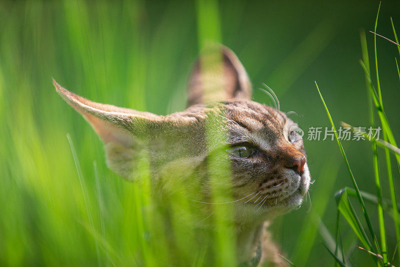 侧视图头部的德文郡雷克斯猫在草- Stock照片